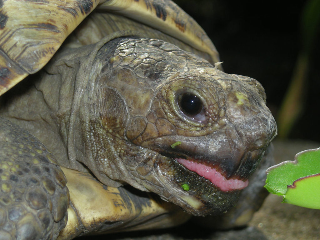 Stigmochelys-pardalis-tortuga-leopardo-5
