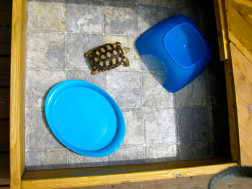 accesorios-caseta-tortuga