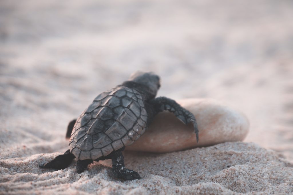 cola-de-la-tortuga