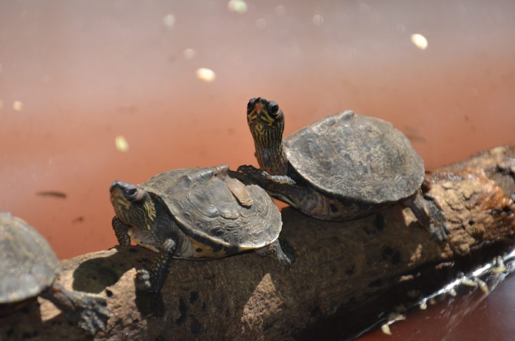 diferencias-entre-tortugas-macho-hembra