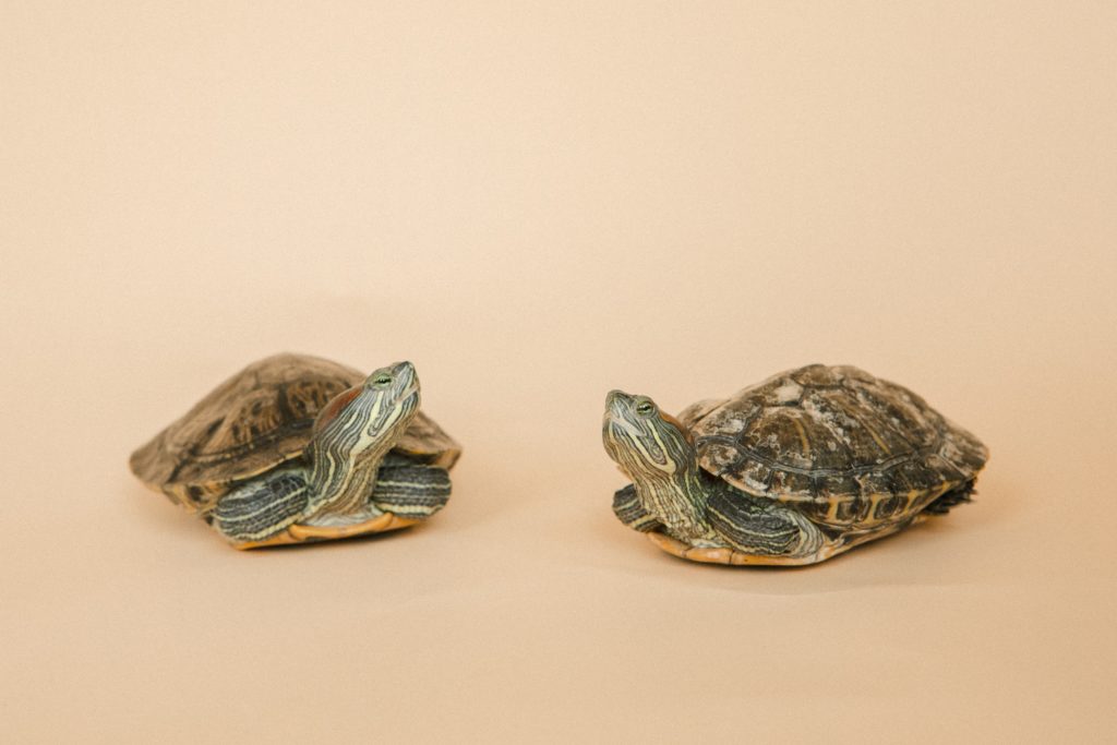 diferencias-tortugas-agua-tierra