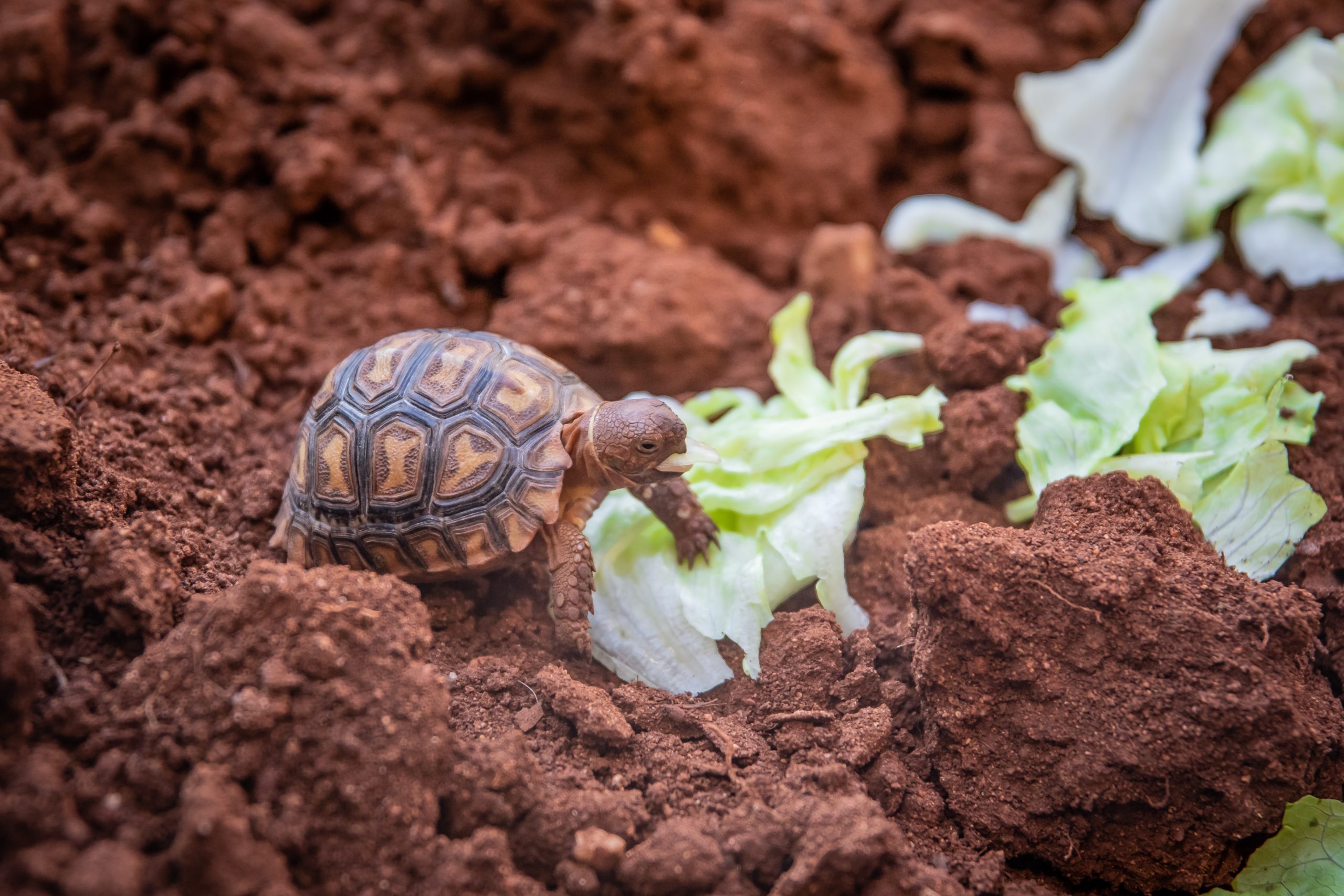 Hibernación de las tortugas: la guía definitiva 2024