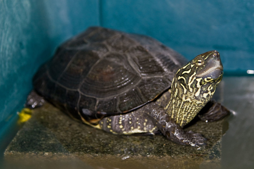 tortuga-estanque-tres-crestas