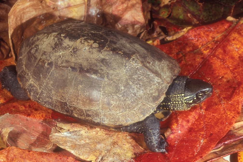 tortuga-de-estanque-china