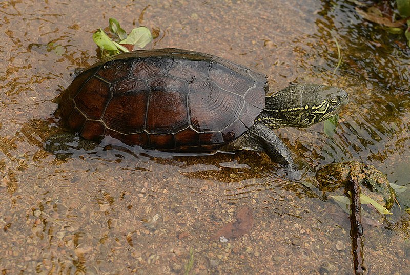 tortuga-estanque-china-tres-crestas