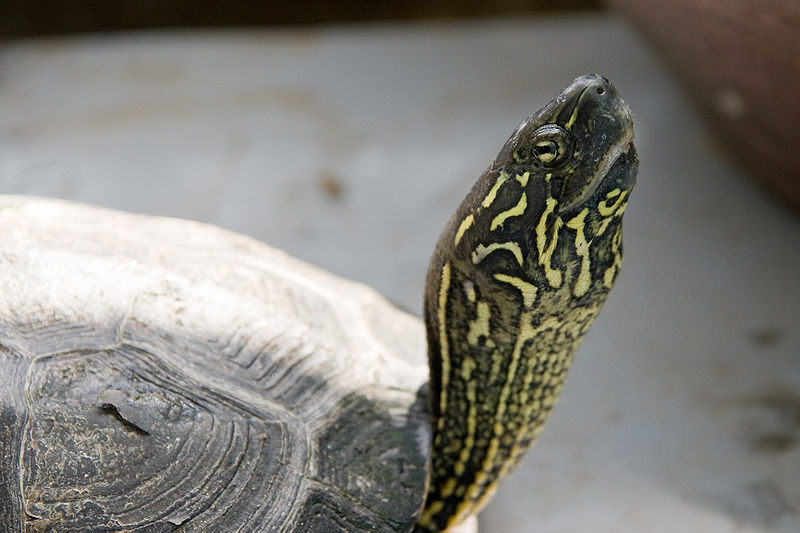 tortuga-reeves