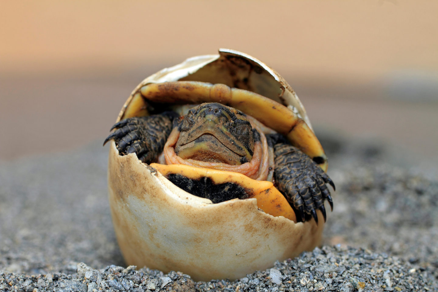 Por qué tu tortuga no abre los ojos