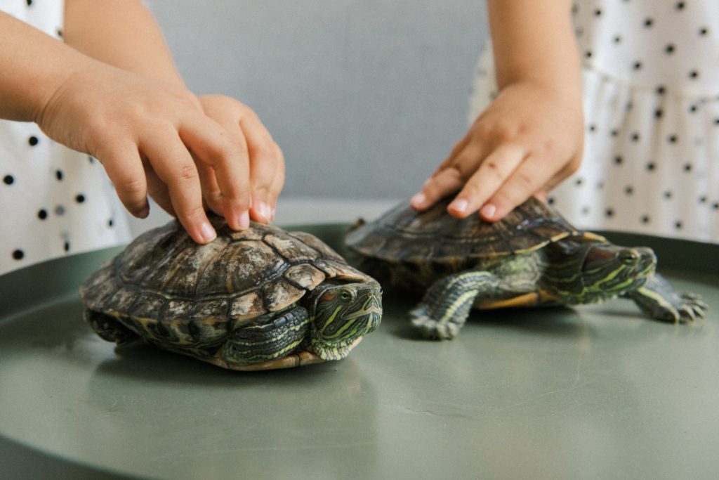 tortugas-legales-prohibidas-españa